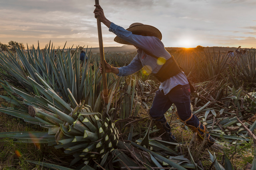 Tequila